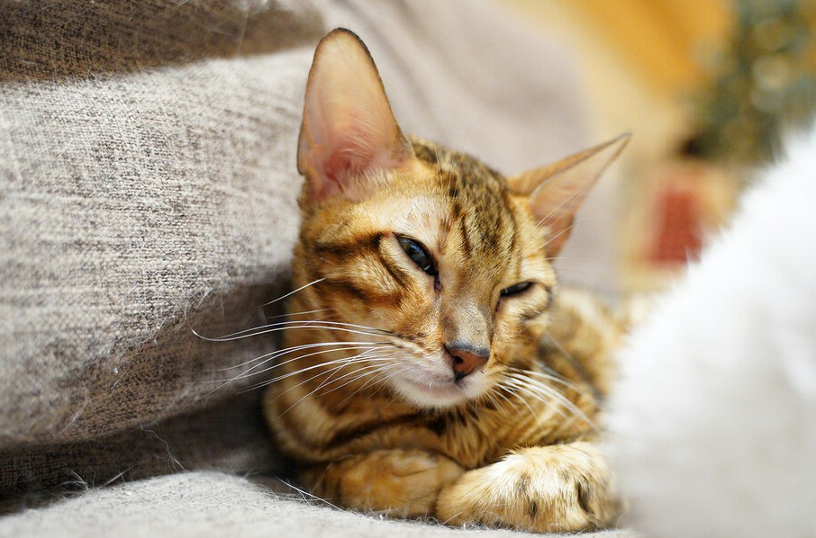7 Effective Ways to Get a Bengal Cat to Stop Meowing