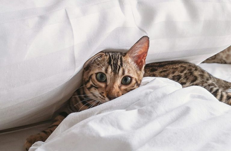 How to Bathe a Bengal Cat (and Survive) 9 Dos & Don’ts MOOKNOW CAT