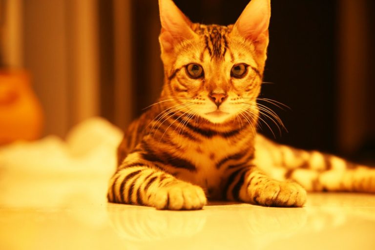7 Effective Ways to Get a Bengal Cat to Stop Meowing MOOKNOW CAT