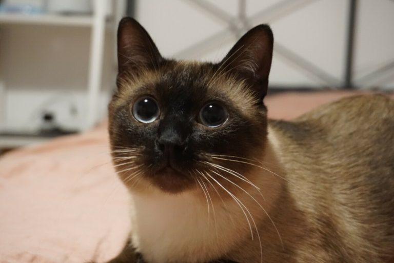 5 Reasons Why Your Siamese Cat Is Throwing Up MOOKNOW CAT