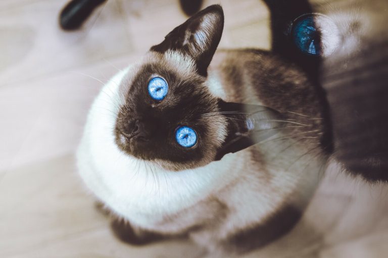 5 Reasons Why Your Siamese Cat Is Throwing Up MOOKNOW CAT