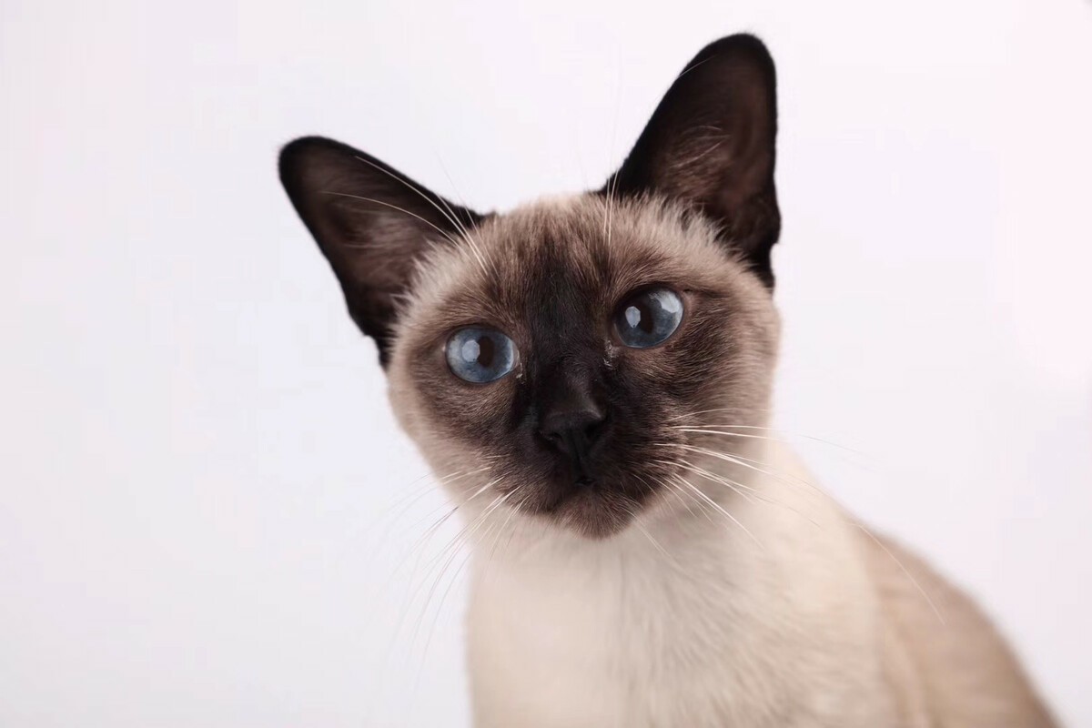 Are Siamese Cats Mean? What You MUST Keep In Mind
