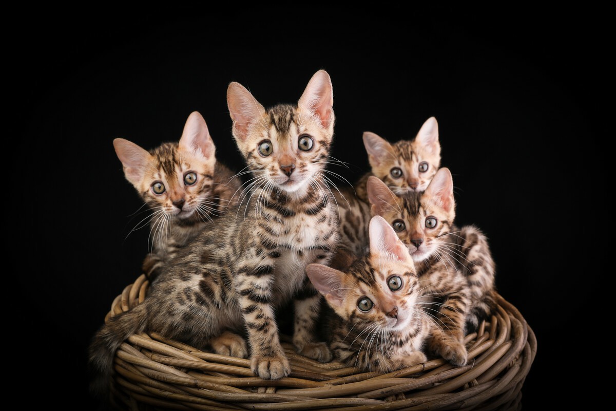 Bengal Cat Pregnancy: Your Complete Care Guide