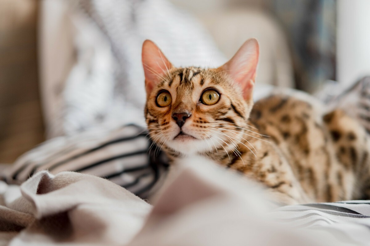 Common Parasites In Bengal Cats And How To Prevent And Eliminate Them
