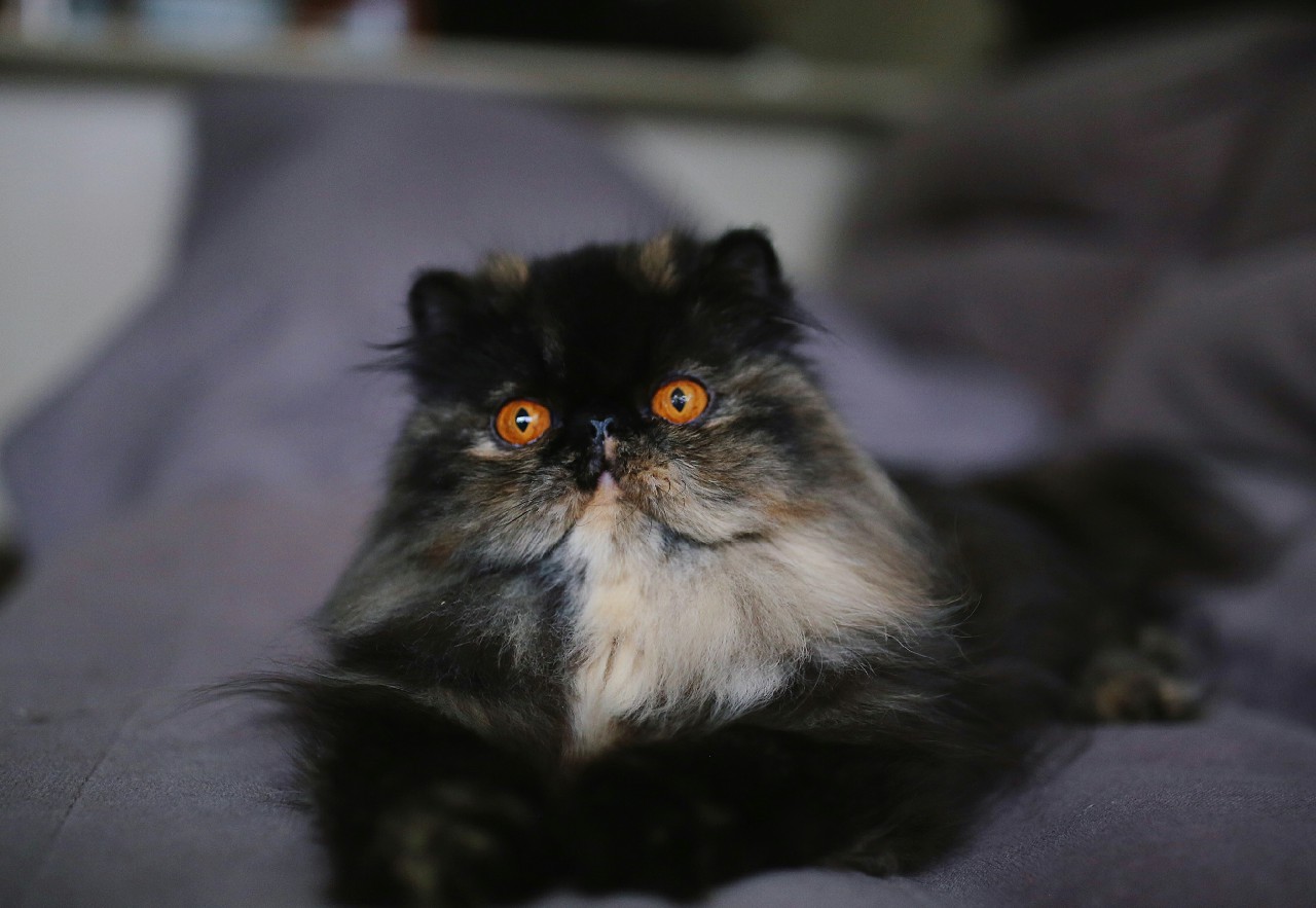 re Male Or Female Persian Cats More Affectionate?