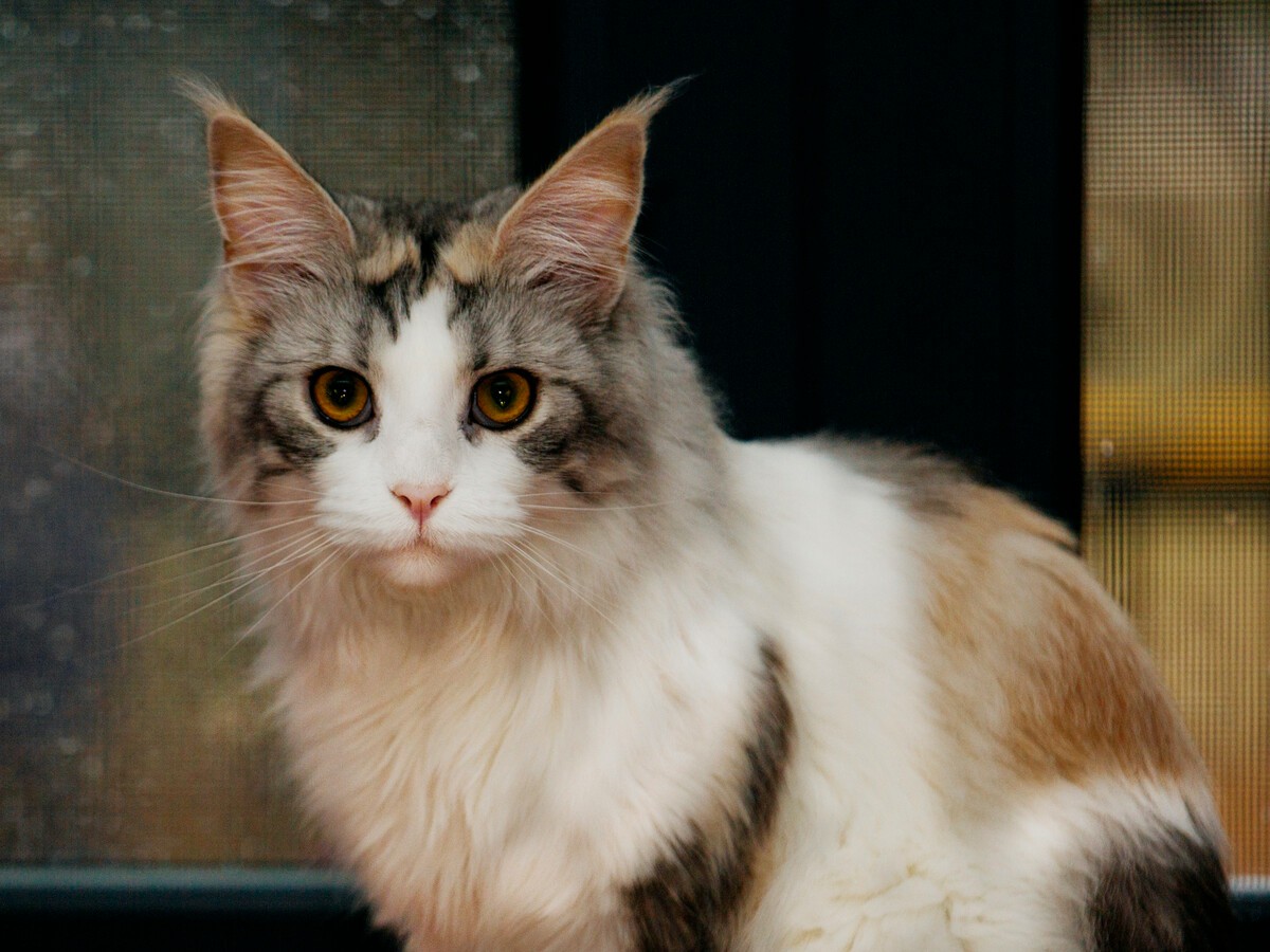 BRUSHING AND GROOMING YOUR MAINE COON CAT