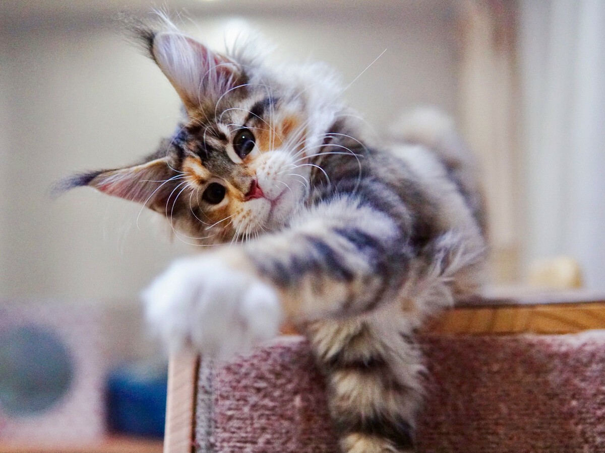 CAN I USE THE SAME STEPS FOR MY ADULT MAINE COON CAT?