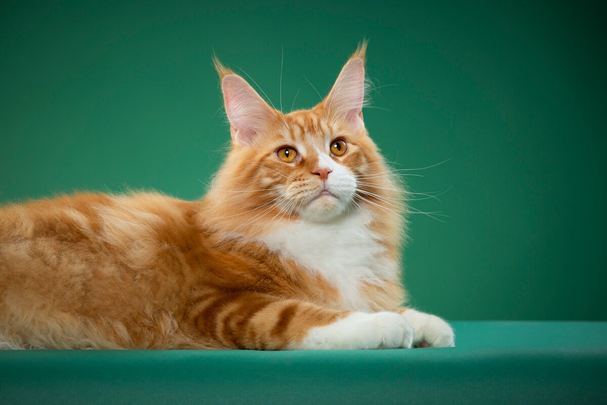 COMMON CAUSES OF DIARRHEA IN MAINE COON CATS