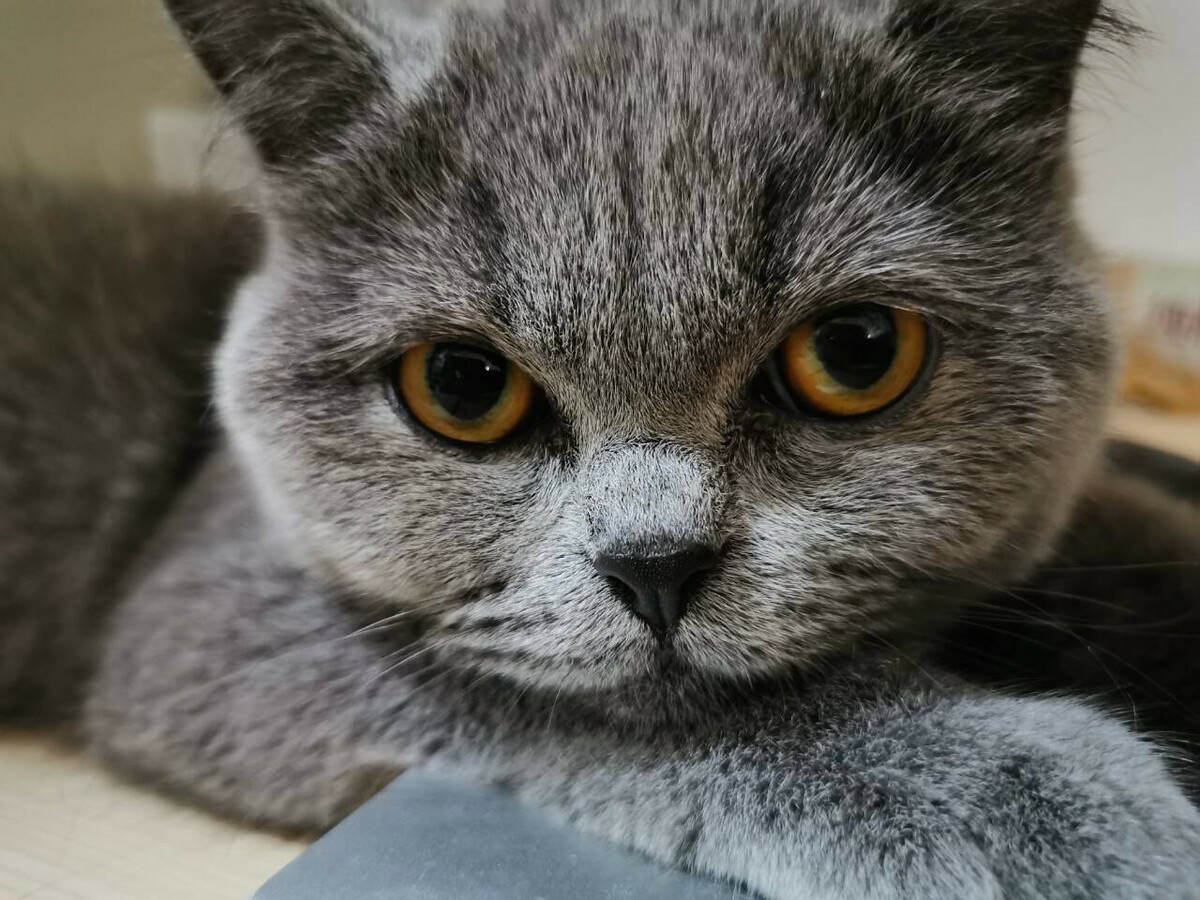 Grooming Your British Shorthair
