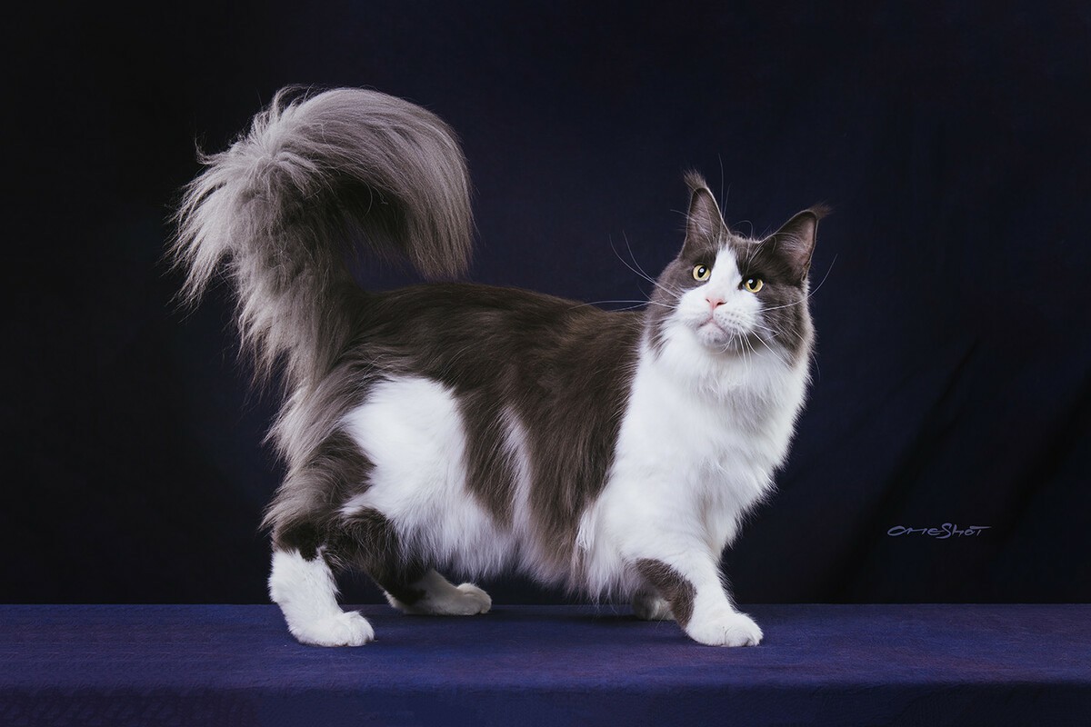 HOW AND WHEN TO CHECK YOUR MAINE COON CAT FOR POSSIBLE HEALTH ISSUES