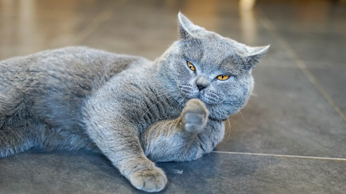 How Can You Know If Your British Shorthair Is Fat Or Fit?