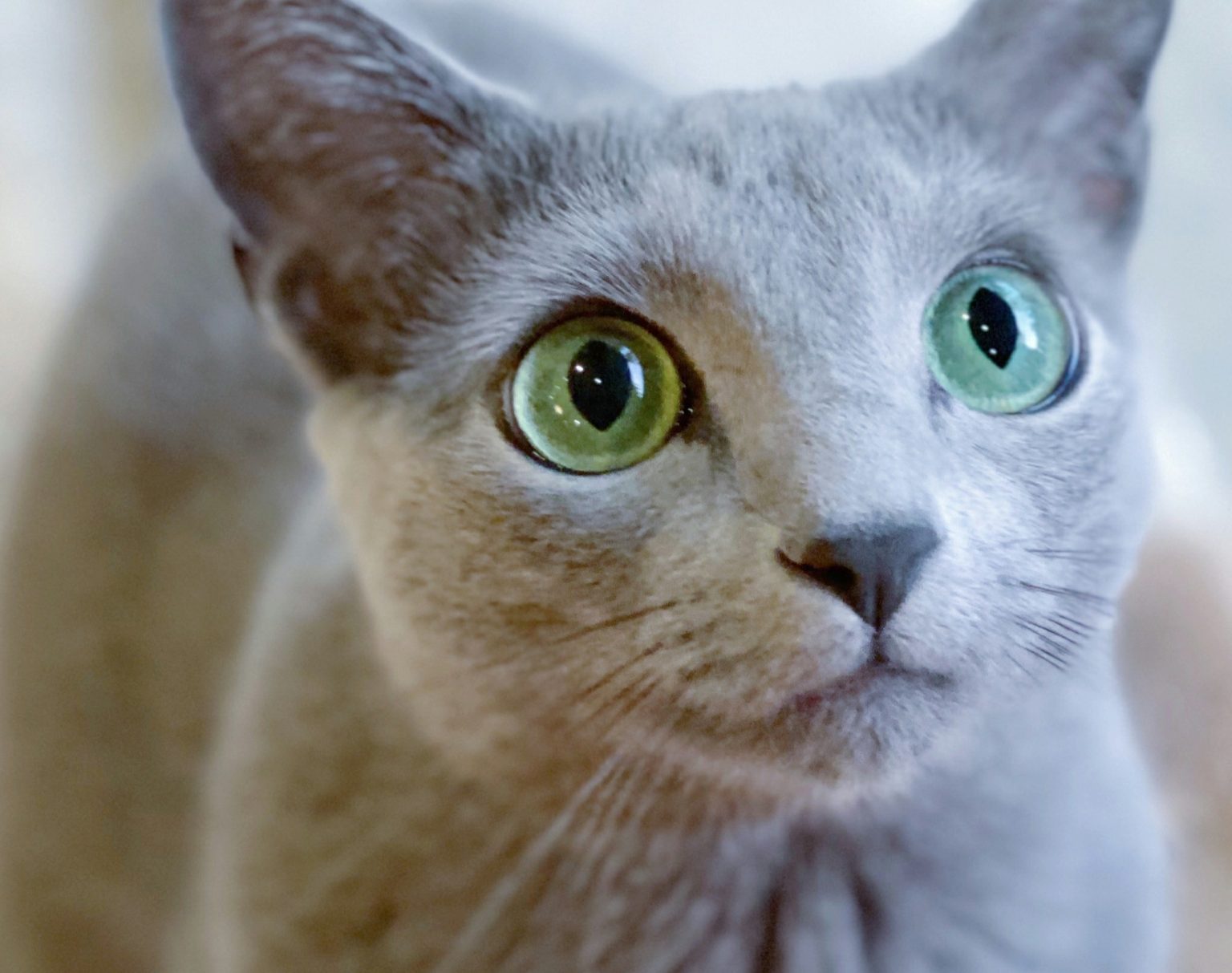 How To Travel With Russian Blue Cats – Complete Guide - MOOKNOW CAT