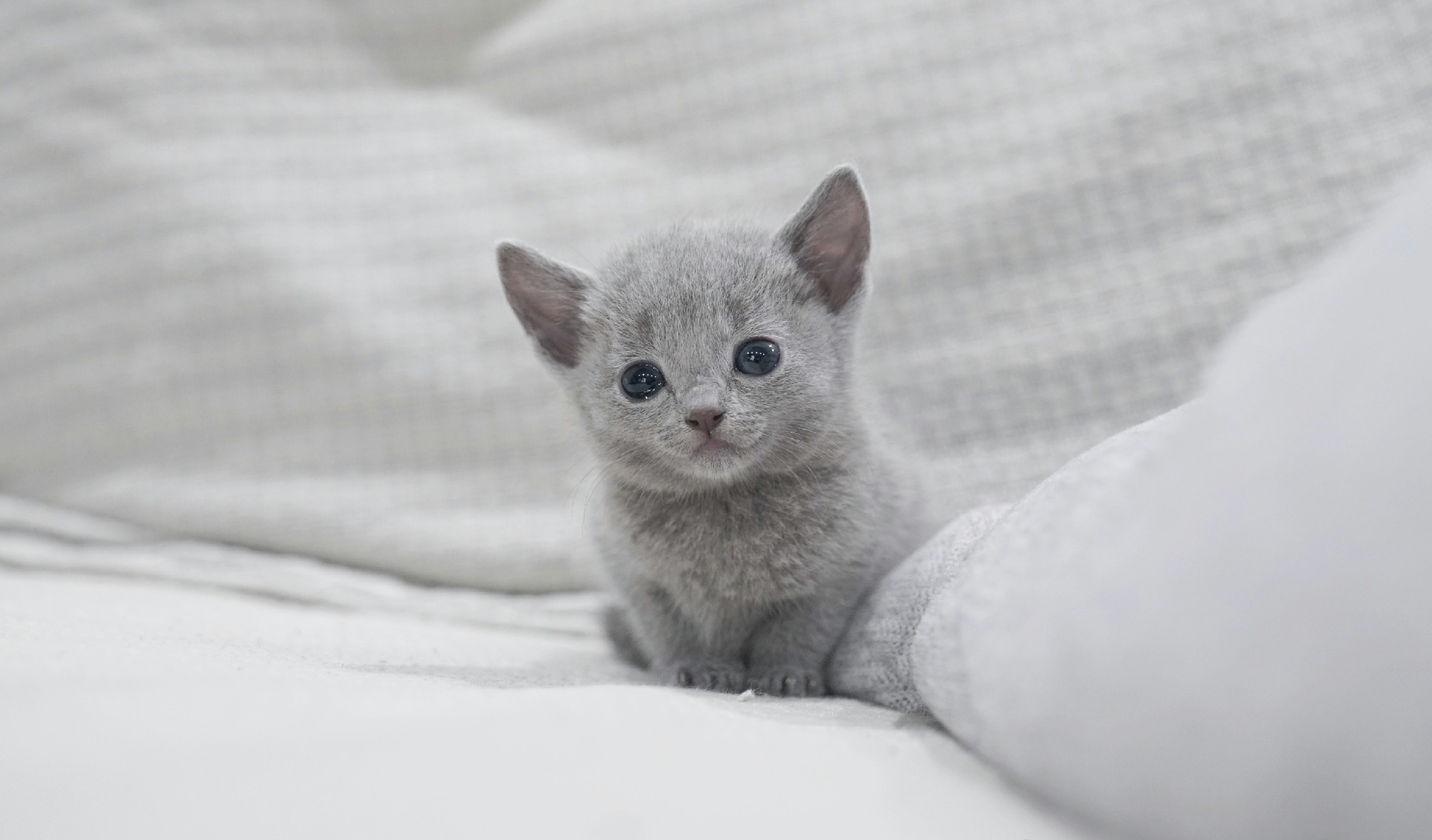 Is a Russian blue a safe cat for your family?