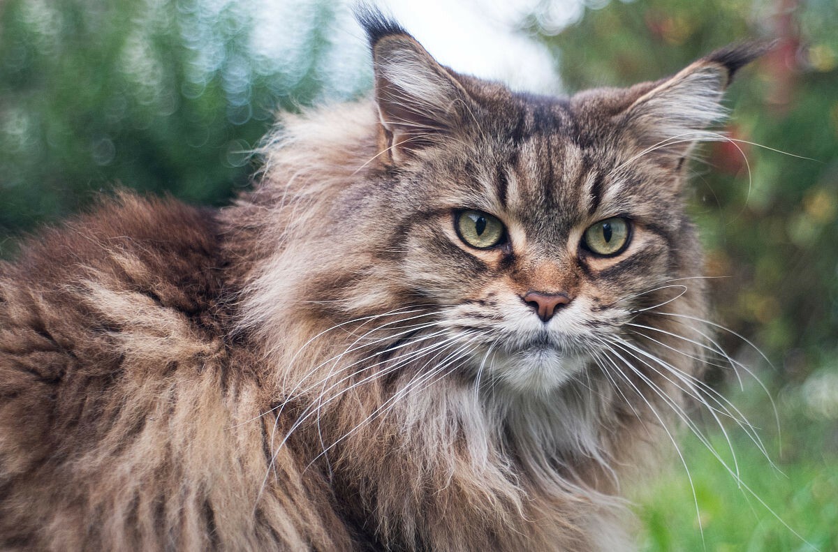 SPOIL YOUR MAINE COON WITHOUT ANY MILK
