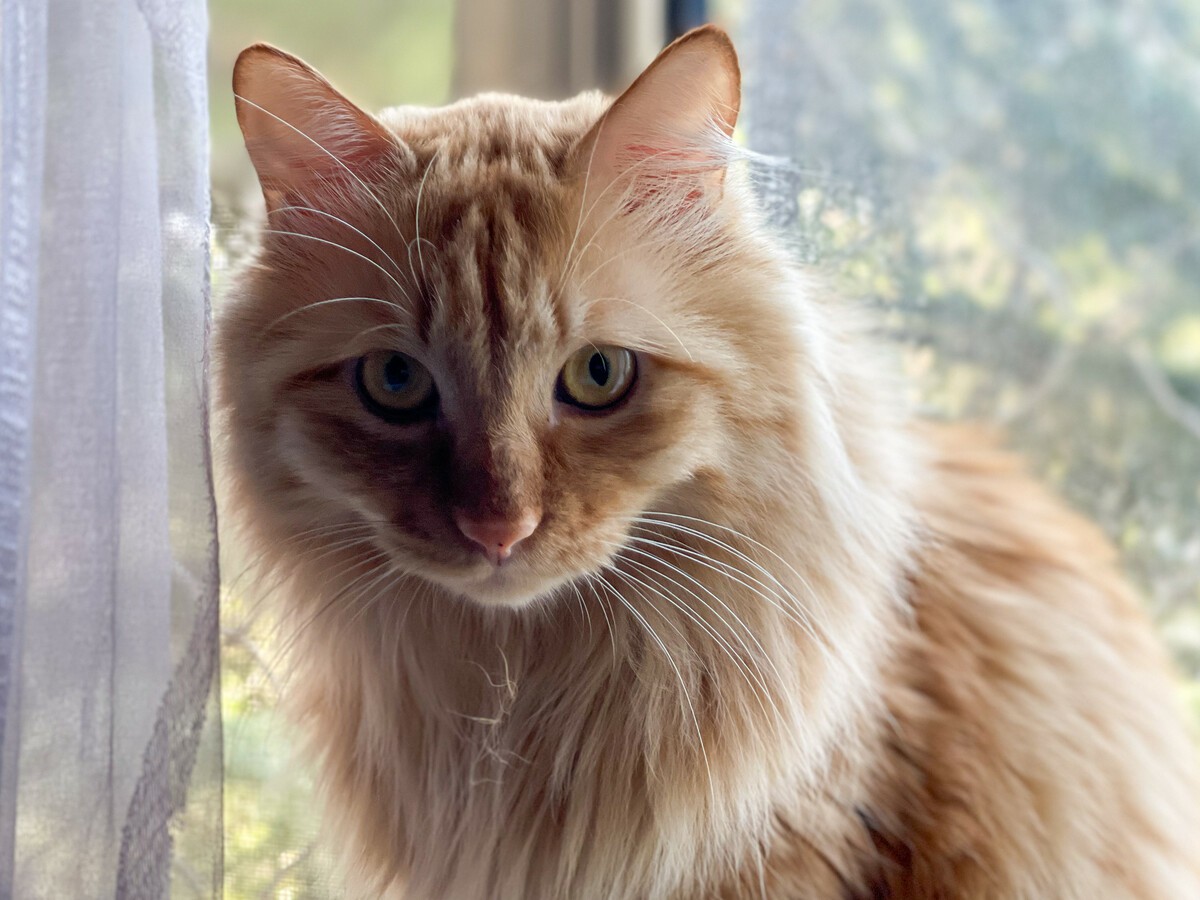 THE PROS AND CONS OF TAKING YOUR MAINE COON CAT OUTSIDE