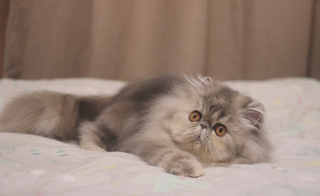 The Best Diet For Persian Cat