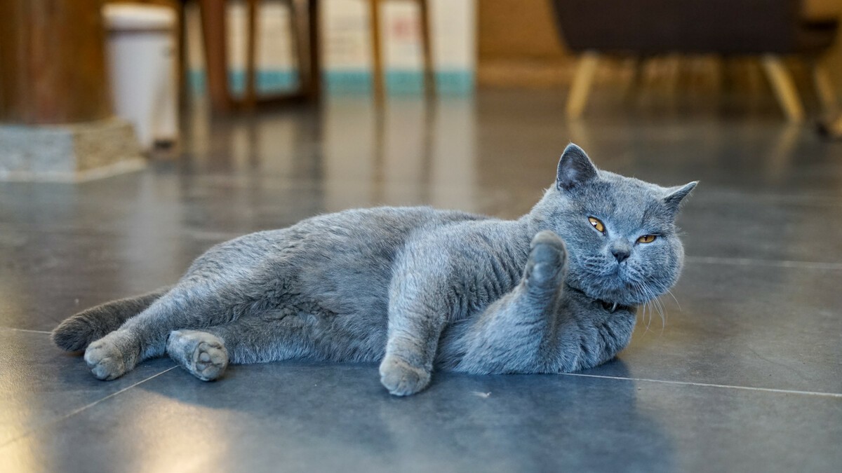 Useful Home Training Techniques For A British Shorthair