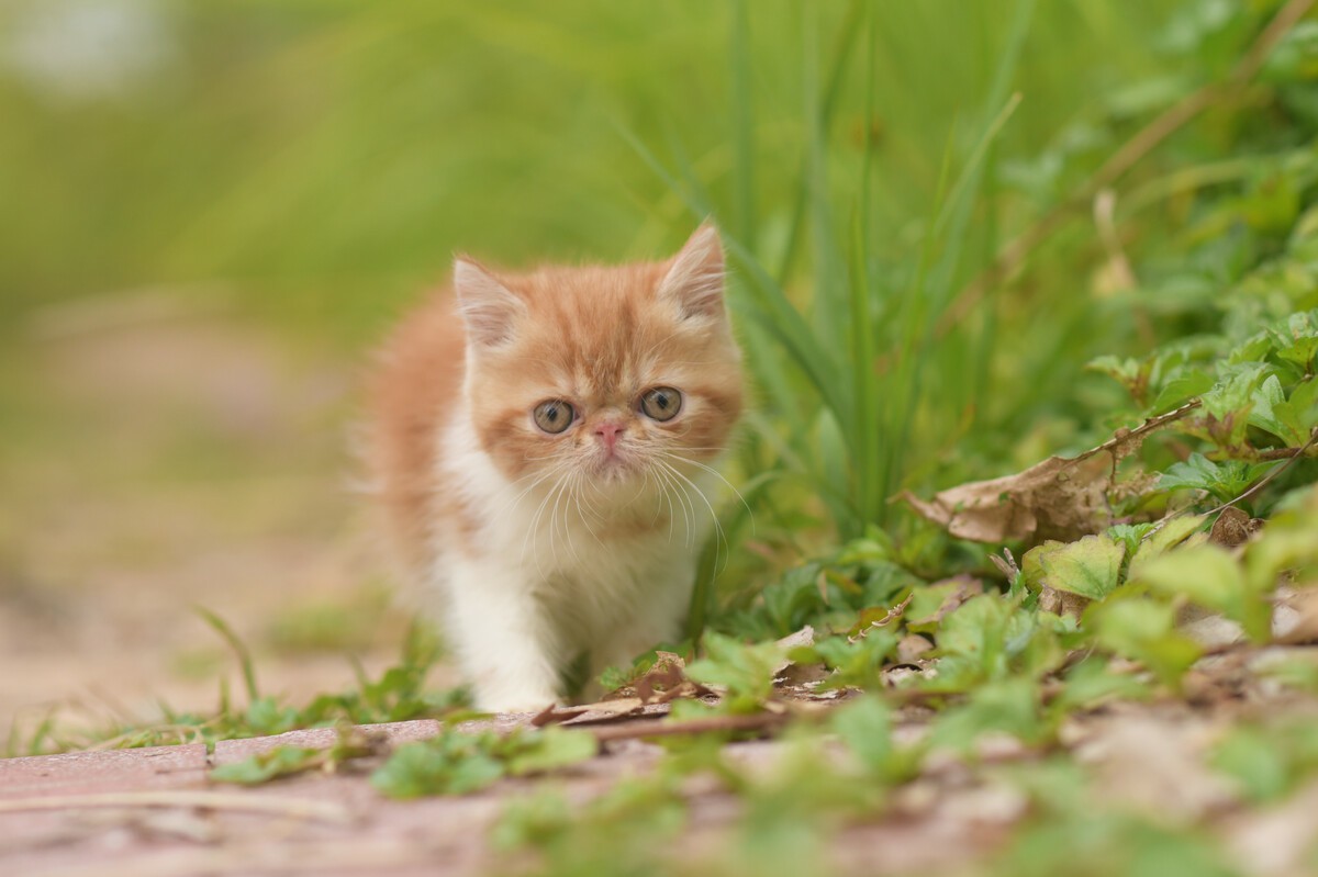 What To Expect After Neutering a Persian Cat