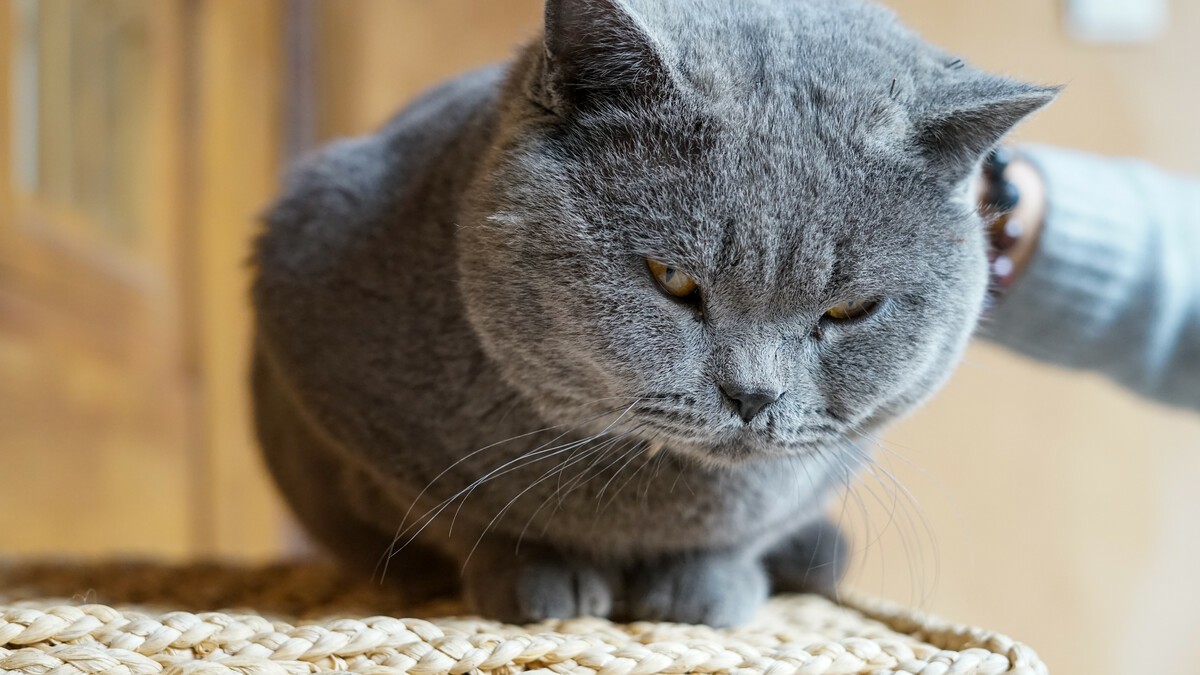 Why Should You Train Your British Shorthair at Home?