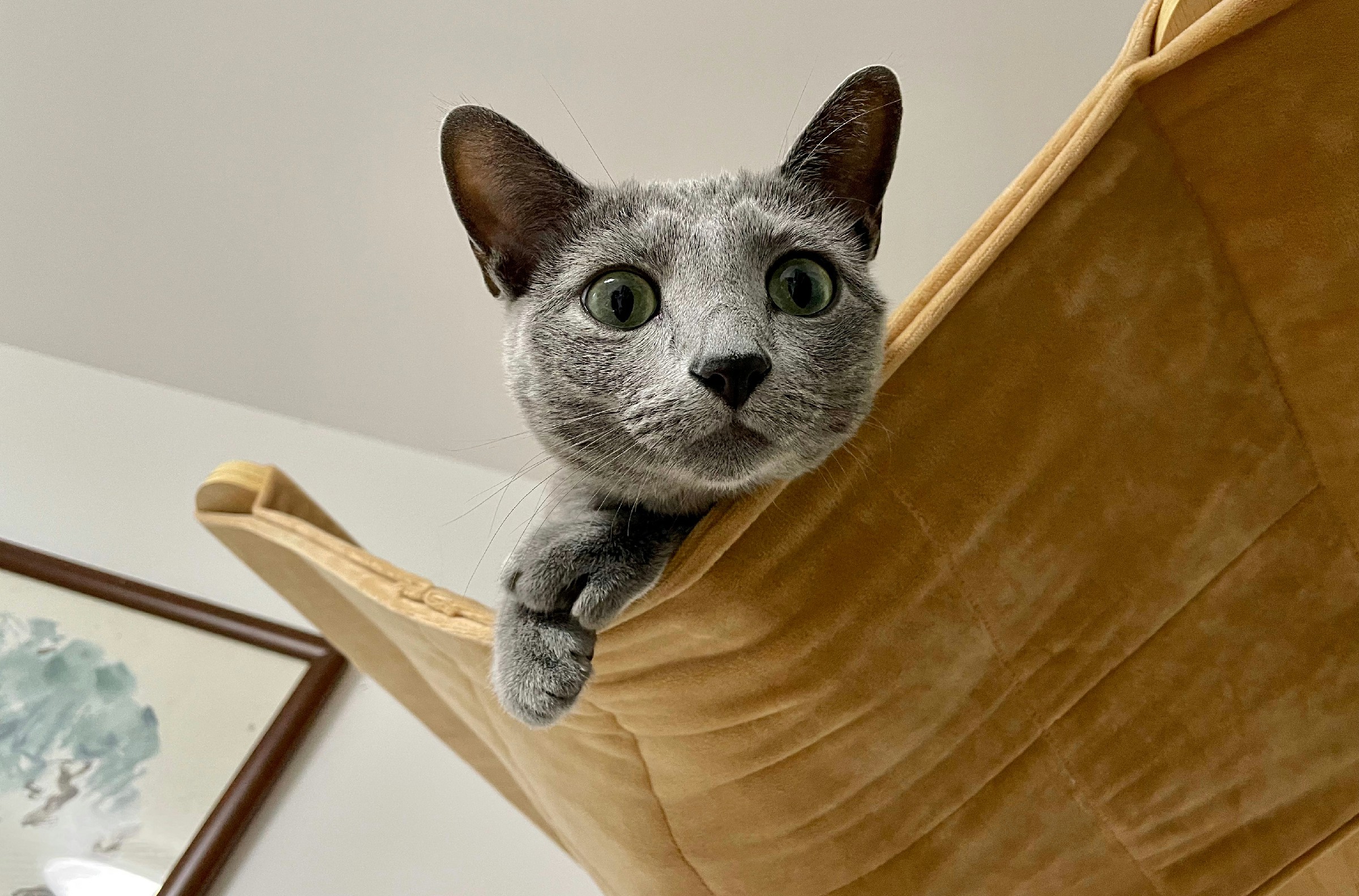 Why some cats jump higher than others?