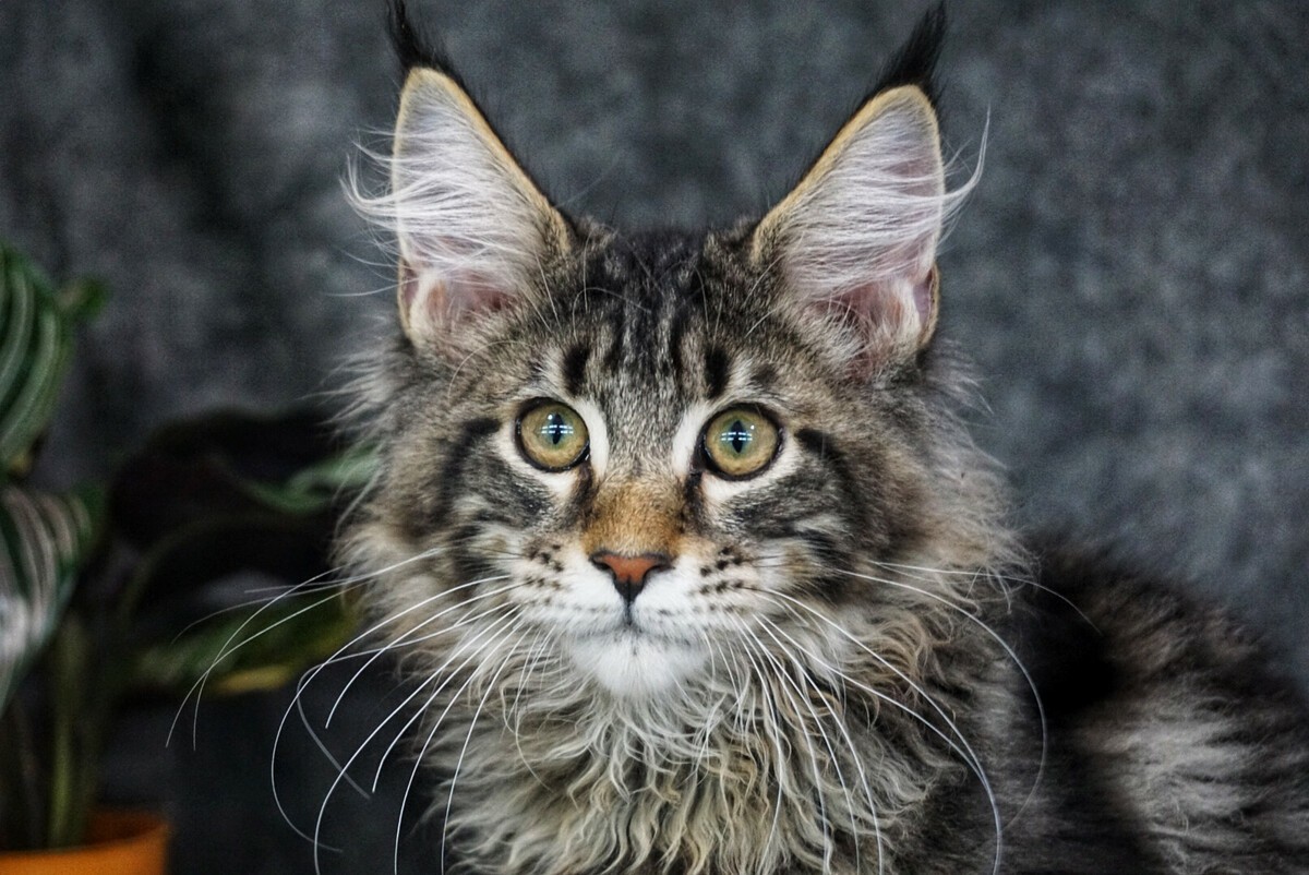 Can I Walk My Maine Coon Outside? You Can! - MOOKNOW CAT