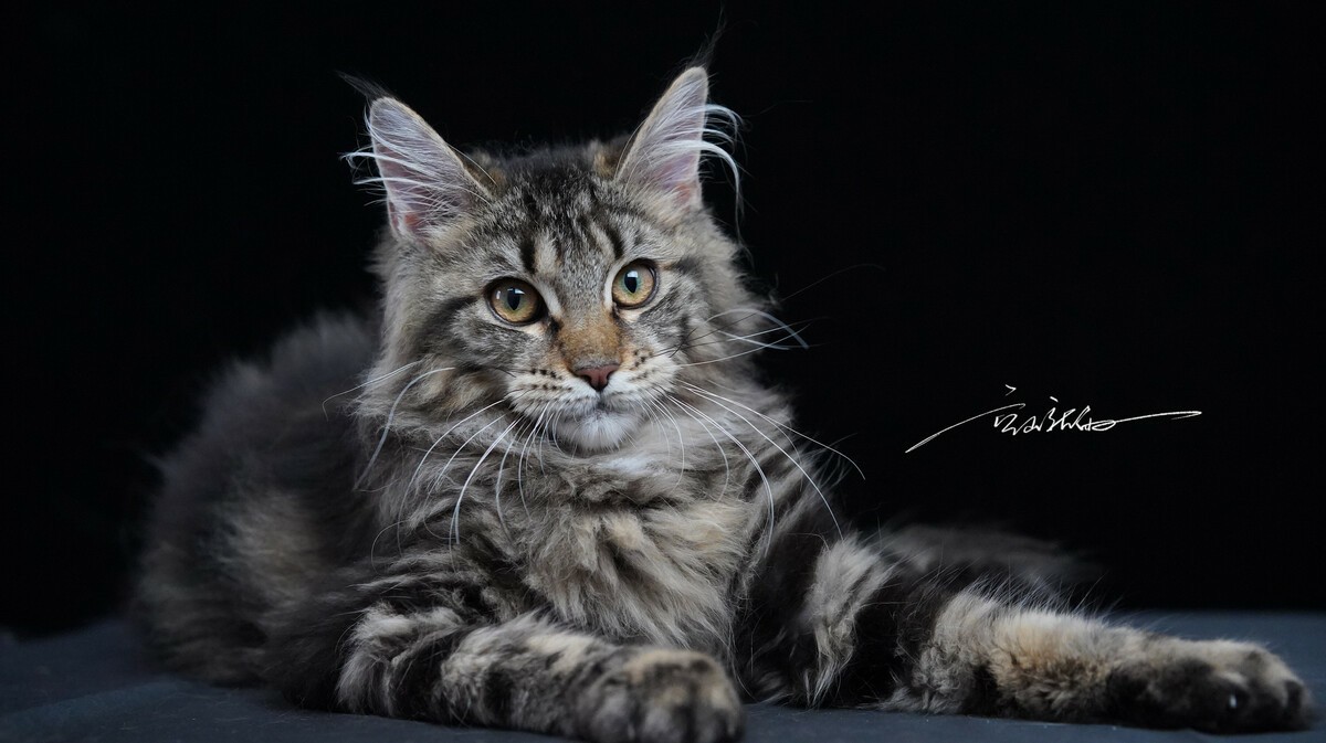 Can Maine Coon Cats Be Left Alone?