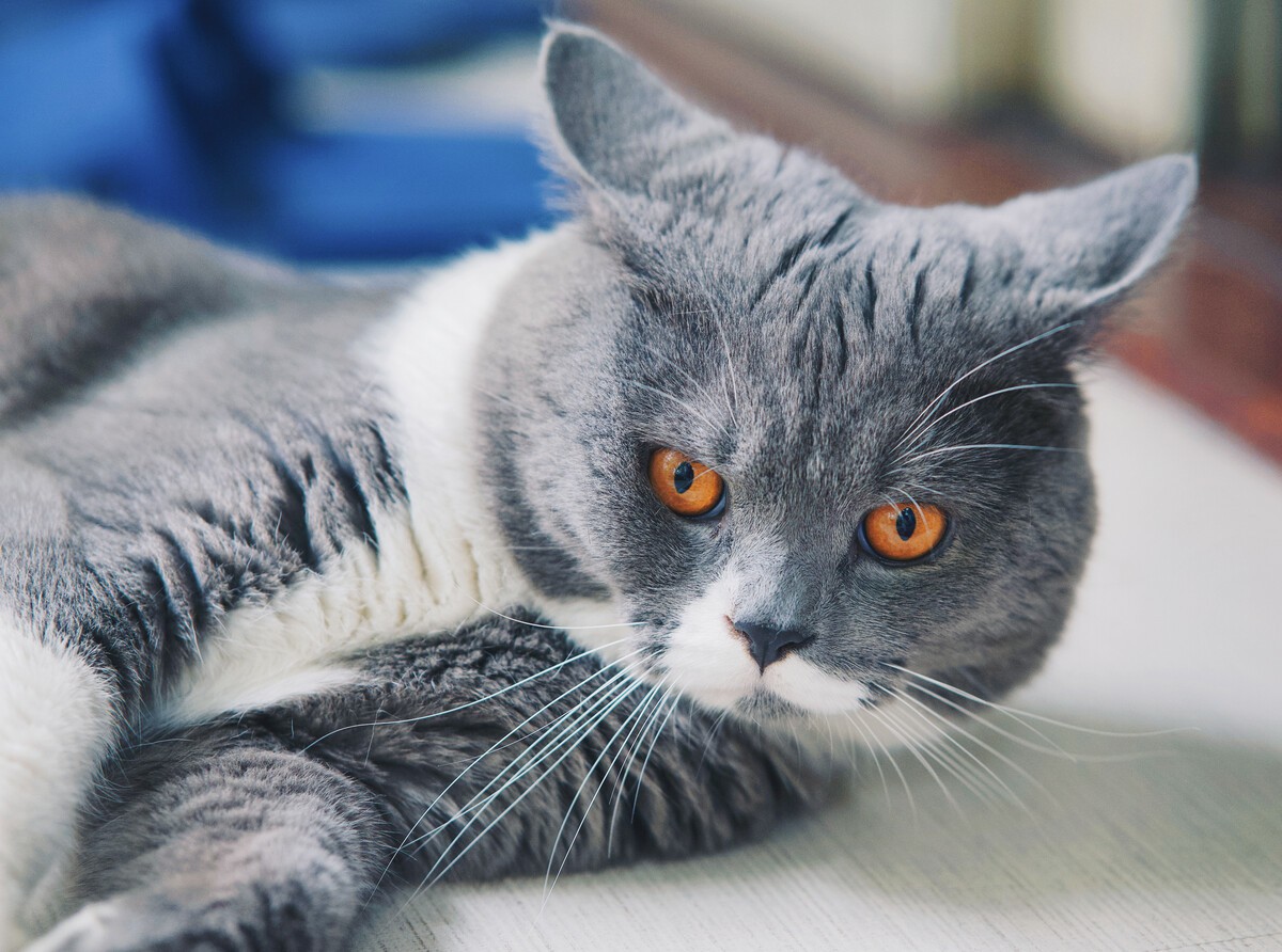 How Can I Help My British Shorthair?