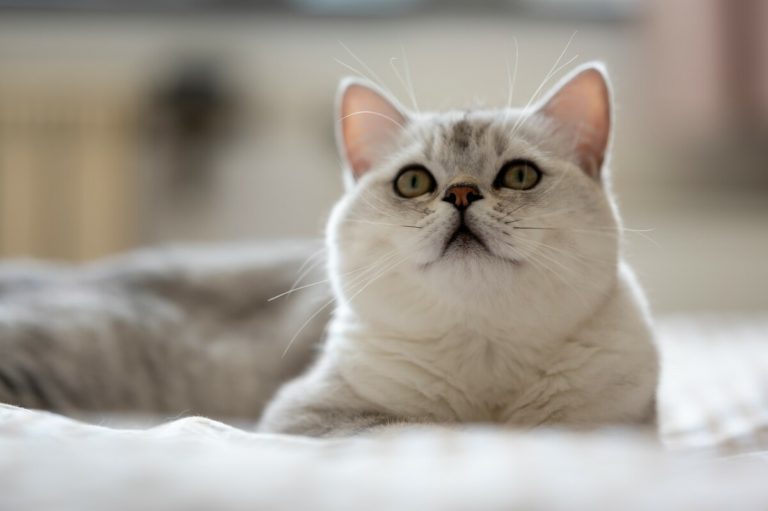 How To Properly Feed Your British Shorthair? - MOOKNOW CAT