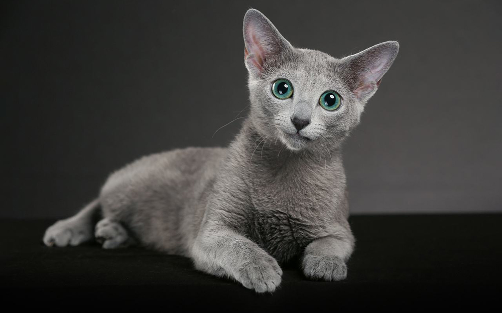 Best Brush For Russian Blue Cats - BUYERS GUIDE