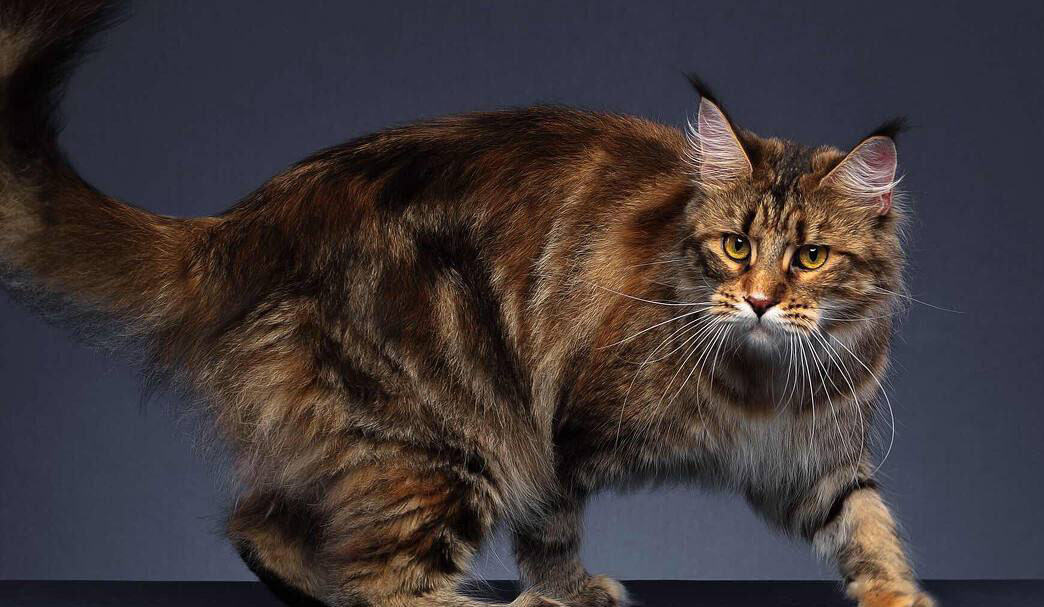 Grooming Tips For Maine Coons