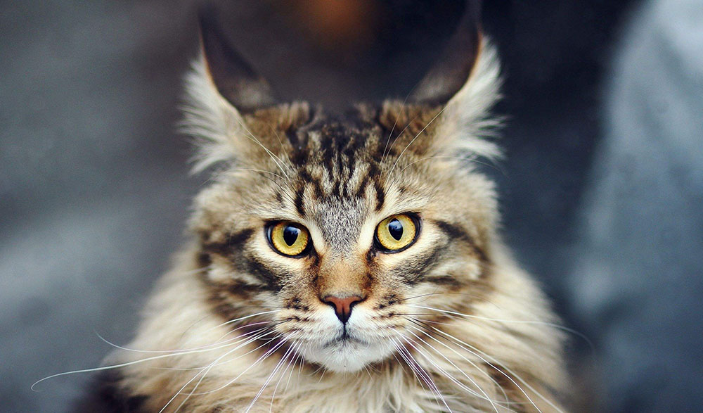 5 Best Cat Carrier For Maine Coon Cats In 2024 MOOKNOW CAT