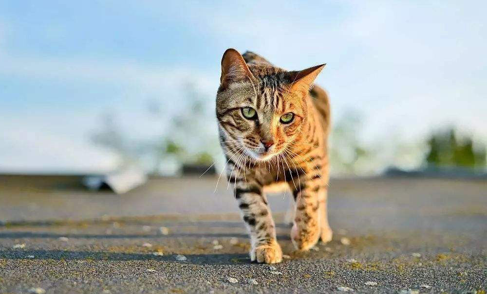 The 3 Absolute Best Brushes For Bengal Cats in 2024