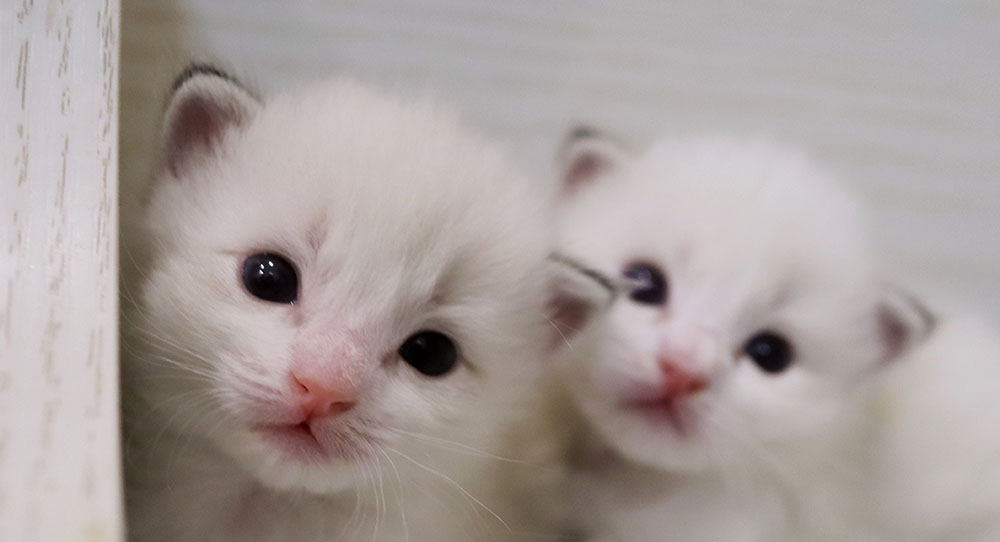 8 Best Litter Boxes for Ragdoll Cat
