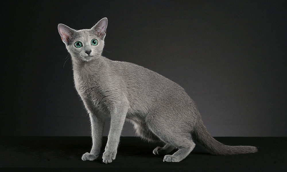 Common Russian Blue Health Issues And How Diet Can Help