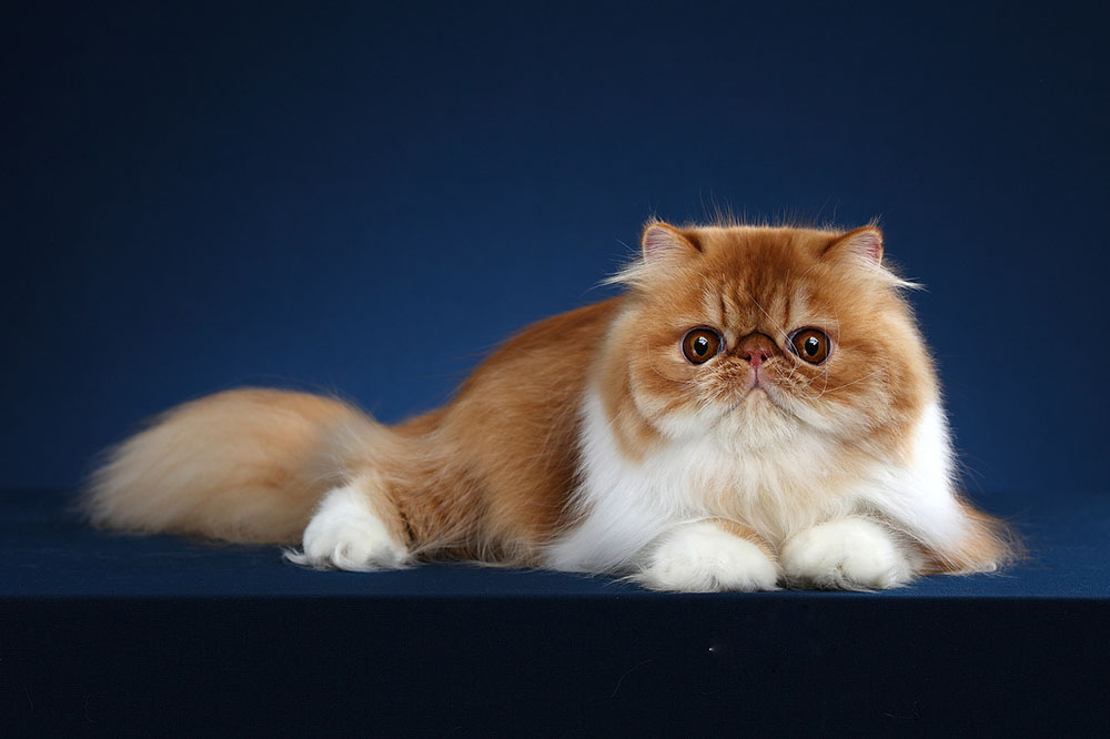 HOW TO PICK THE RIGHT HARNESS FOR YOUR PERSIAN CAT