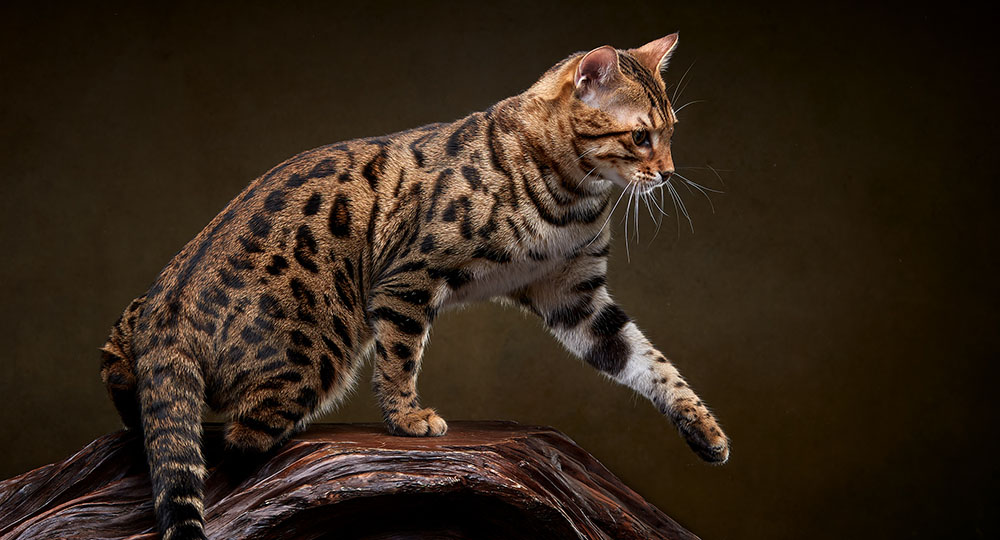 How to Choose the Best Cat Food for Bengal Cats