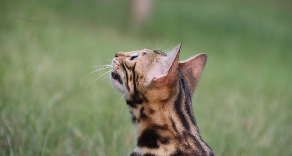 How to Choose the Best Treats for Bengal Cats
