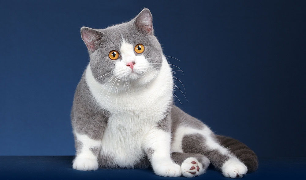 Macronutrient Balance For British Shorthair Cats