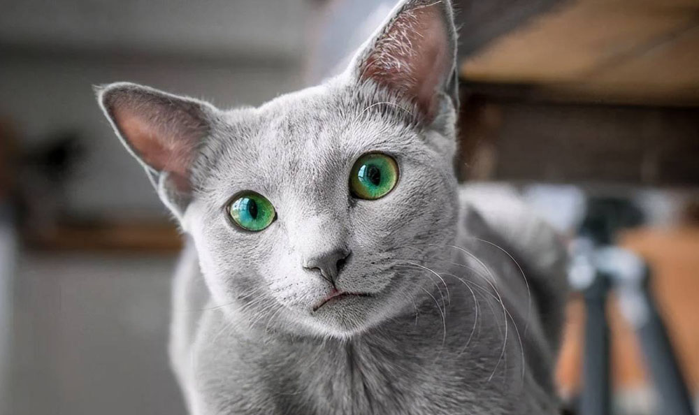 WHAT TO LOOK FOR IN A STELLAR CAT TREE FOR A RUSSIAN BLUE