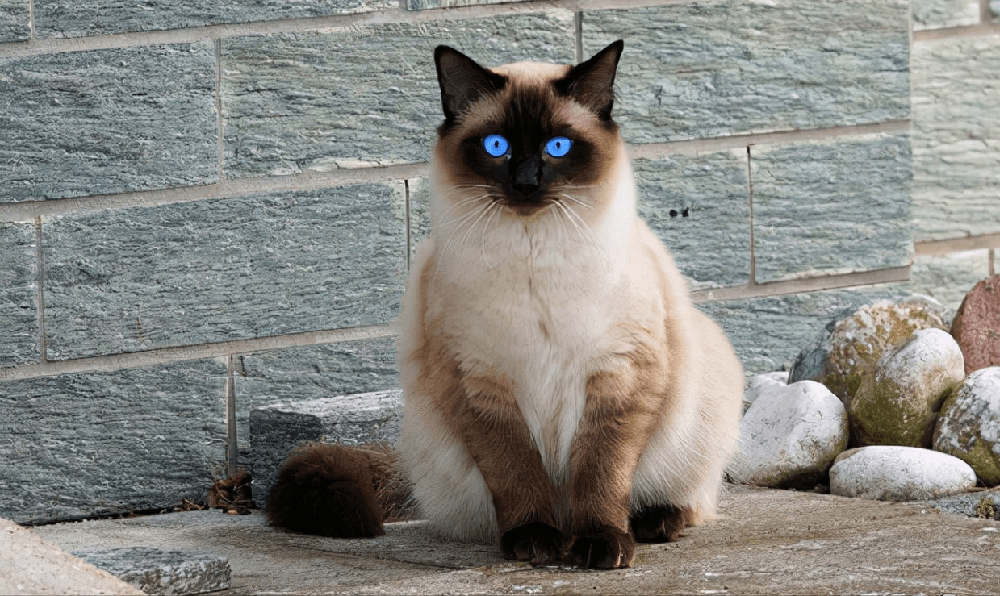 What To Look For In The Best Food For Siamese Cats?