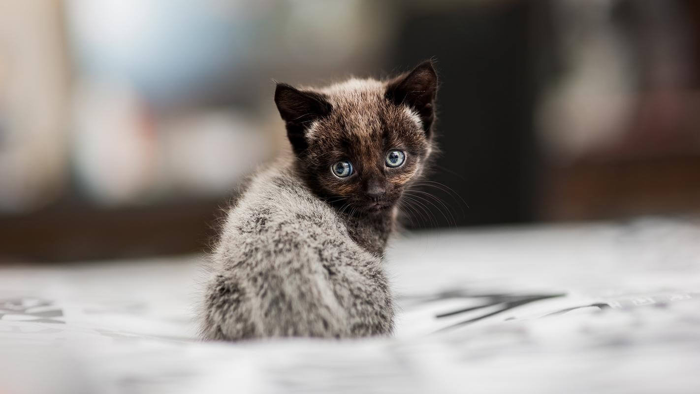 Are backpack cat carriers safe in cars?