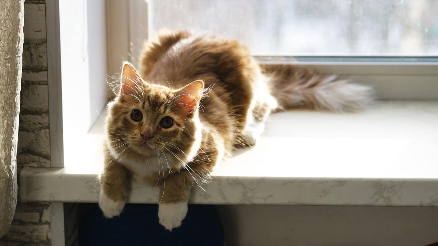 Savory Delights Unveiling the 5 Best Bone Broths for Cats MOOKNOW CAT