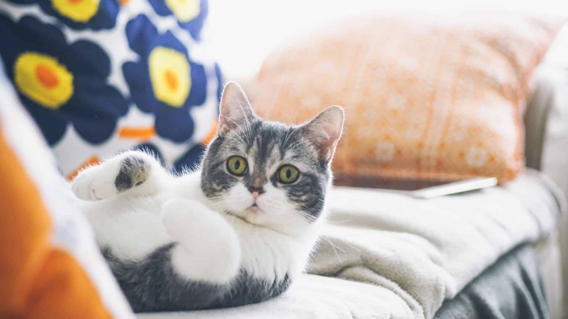 What are the benefits of cat toys?