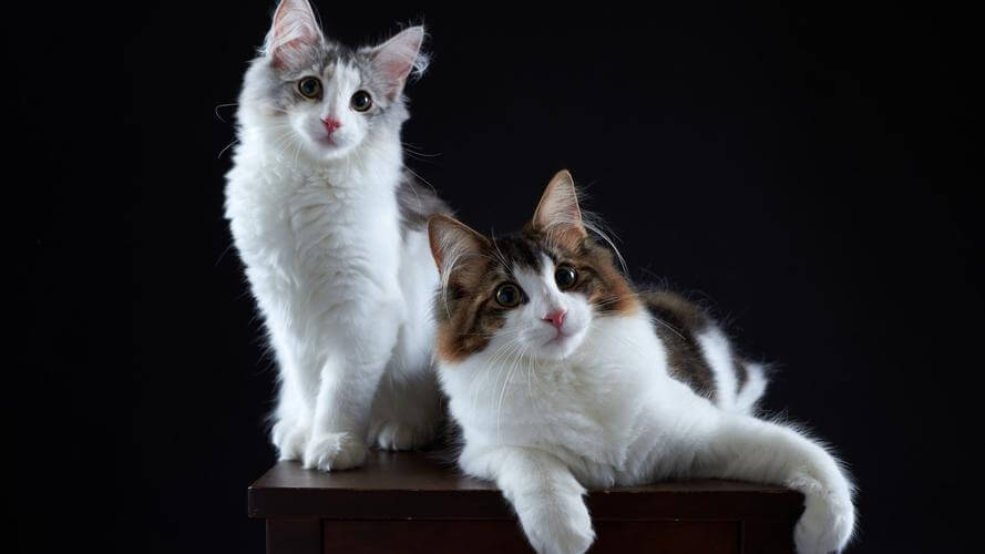 What is hypoallergenic cat food?